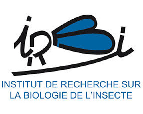 Irbi